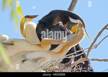 Australiasian vert (Anhinga novaehollandiae) avec les poussins dans le nid Banque D'Images