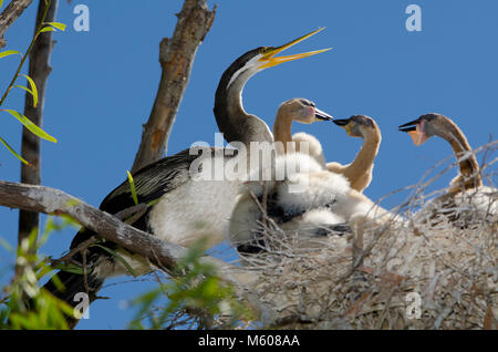 Australiasian vert (Anhinga novaehollandiae) avec les poussins dans le nid Banque D'Images