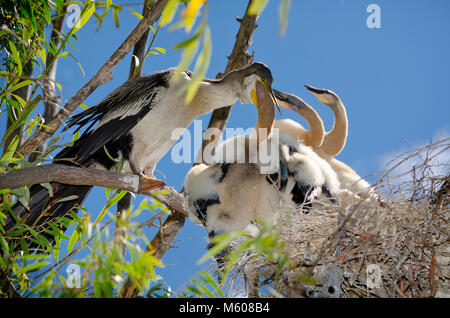 Australiasian vert (Anhinga novaehollandiae) avec les poussins dans le nid Banque D'Images