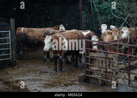 La neige qui tombe sur les bovins Simmental se tient en dehors de la grange de Kilmore, Kilcock, Co Meath, Ireland Banque D'Images