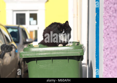 Chat assis sur le dessus d'une poubelle dans le soleil à l'extérieur une maison UK Banque D'Images