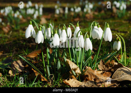 Les premières fleurs de printemps, la fin de février, Kelso ancien cimetière Scottish Borders - perce-neige, Galanthus nivalis. Banque D'Images