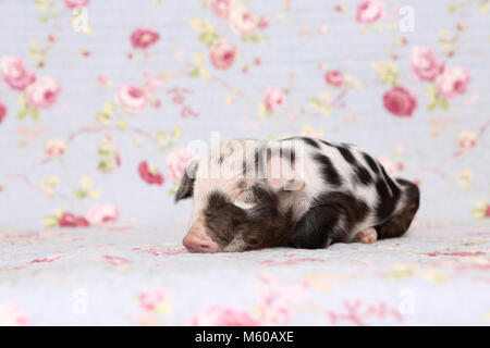 Porc domestique, Turopolje x ?. Porcinet (1 semaine) à coucher. Studio photo sur un fond bleu avec fleur rose imprimer. Allemagne Banque D'Images