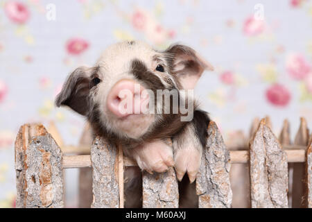 Porc domestique, Turopolje x ?. Porcinet dans un petit boîtier. Studio photo sur un fond bleu avec fleur rose imprimer. Allemagne Banque D'Images
