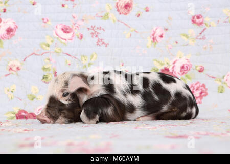 Porc domestique, Turopolje x ?. Porcinet (1 semaine). Studio photo sur un fond bleu avec fleur rose imprimer. Allemagne Banque D'Images
