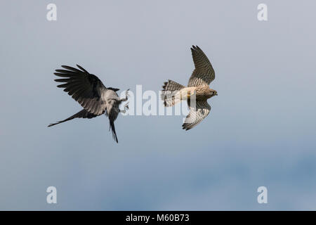 Hooded Crow (Corvus corone cornix, Corvus cornix) un mobbing (KestrelFalco commun tinnunculus) avec des proies de la souris. Allemagne Banque D'Images