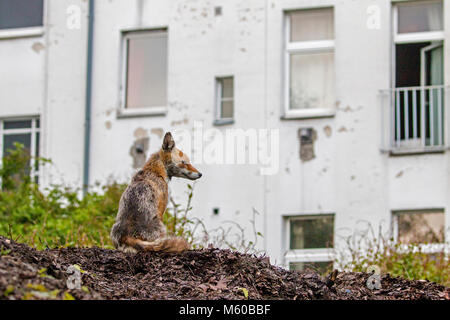 Le renard roux (Vulpes vulpes). Vixen enceintes assis une cour à Berlin, Allemagne Banque D'Images