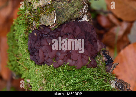 Gelée de champignon ascomycète (Ascotremella faginea) Pourriture sur bois de hêtre. Allemagne Banque D'Images