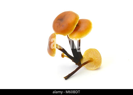 La queue de velours, de champignons d'hiver (Colybie a). Les fructifications. Studio photo sur un fond blanc. Allemagne Banque D'Images