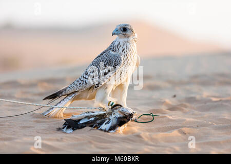 Formés Faucon sacre (Falco cherrug) Comité permanent sur l'appât sur le sable. Abu Dhabi Banque D'Images