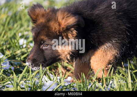 Berger Allemand. Poil long chiot marche sur une prairie au printemps. Allemagne Banque D'Images