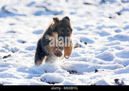 Berger Allemand. Chiot à poil long d'exécution dans la neige. Allemagne Banque D'Images