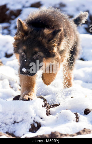 Berger Allemand. Chiot à poil long d'exécution dans la neige. Allemagne Banque D'Images