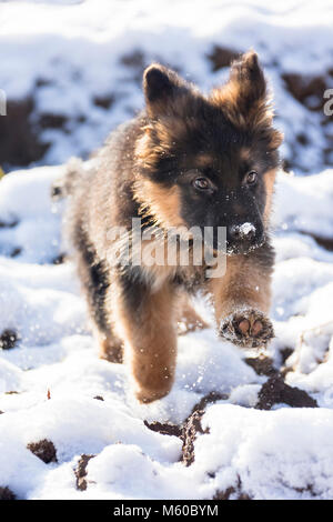 Berger Allemand. Chiot à poil long d'exécution dans la neige. Allemagne Banque D'Images