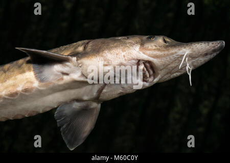 La mer, de l'Esturgeon européen l'Esturgeon commun, Baltique Sturgeon (Acipenser sturio). Des profils vu par le dessous. Allemagne Banque D'Images