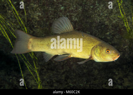 La tanche (Tinca tinca). Natation adultes sous l'eau. Allemagne Banque D'Images