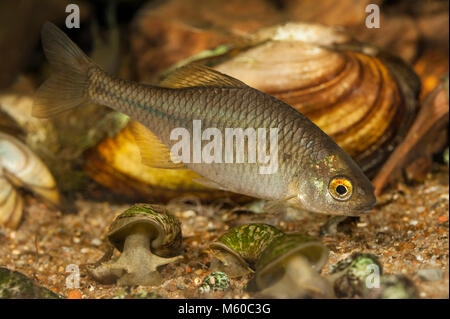 Bitterling Rhodeus sericeus (européenne, Rhodeus amarus). Femme sous l'eau. Allemagne Banque D'Images