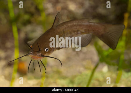 La barbotte brune (Ameiurus nebulosus). Natation adultes sous l'eau. Allemagne Banque D'Images