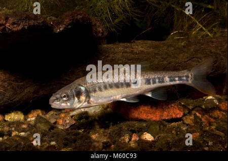 Boule (Phoxinus phoxinus). Les poissons adultes natation sous l'eau. Allemagne Banque D'Images