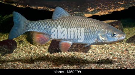 Chub (Leuciscus cephalus européenne) natation, vu de côté. Allemagne Banque D'Images