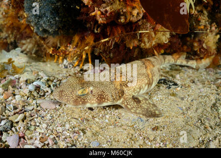 Puffadder Shyshark (Haploblepharus edwardsii) au fond de la mer. False Bay, Simons Town, Afrique du Sud Banque D'Images