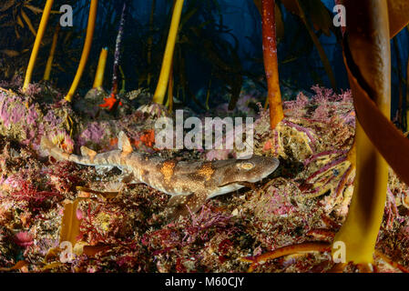 Puffadder Shyshark (Haploblepharus edwardsii) dans les algues marines, False Bay, Simons Town, Afrique du Sud Banque D'Images