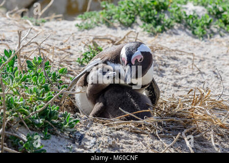 Jackass Penguin, manchot du Cap (Spheniscus demersus). Jeunes et adultes sur son nid sur une plage. La plage de Boulders, Afrique du Sud Banque D'Images