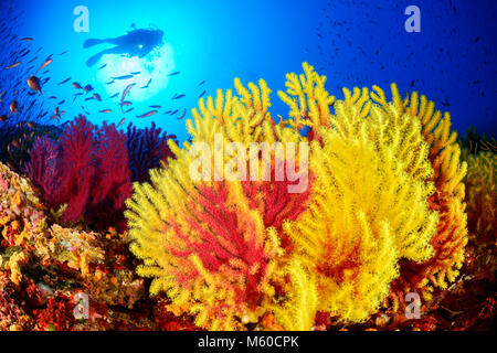 Mer de corail avec Violescent-fouet (Paramuricea clavata) et de plongée sous marine. Mer Adriatique, Mer Méditerranée, l'île de Lastovo Sušac, Nature de la KPR, Dalmatie, Croatie, M. Oui Banque D'Images