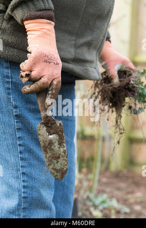 Tenant une truelle de jardin jardinier après avoir creusé jusqu'usines dans un jardin anglais en février. UK Banque D'Images