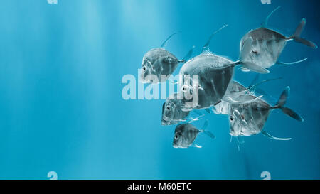 La lookdown poissons nageant dans l'eau. Selene vomer est un jeu de la famille des poissons Carangidés Banque D'Images