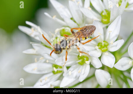 Goodens (abeille coucou nomade Nomada goodeniana) qui se nourrissent de l'ail sauvage dans la région de Sussex, UK Banque D'Images