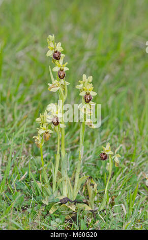 Groupe de floraison précoce d'Orchidées araignée (Ophrys sphegodes). Sussex, UK Banque D'Images