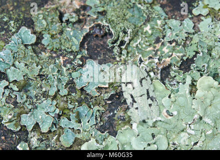 Camouflage de Lichen cryptique (Micro Bouton Acleris) literana sur chêne. Sussex, UK Banque D'Images