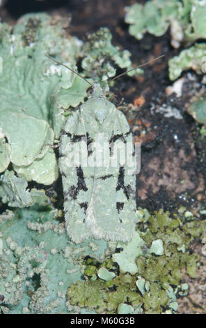 Bouton de lichen (Micro) literana Acleris camouflage sur chêne. Sussex, UK Banque D'Images