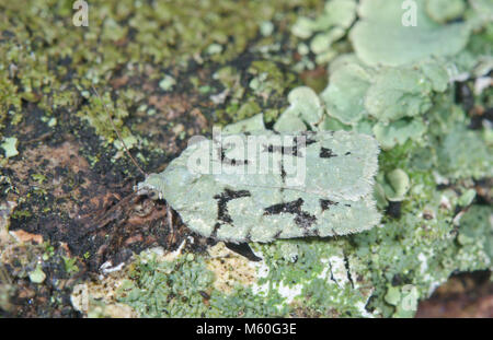 Bouton de lichen (Micro) literana Acleris cryptic sur chêne. Sussex, UK Banque D'Images