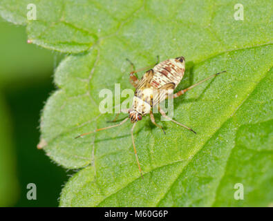 Nymphe de chêne à rayures (Rhabdomiris-Calocoris striatellus Bug). Miridae. Sussex, UK Banque D'Images