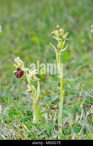 Orchidée mutée plante sans Labellum / lèvre et normale araignée précoce Orchids (Ophrys sphégodes) mutant. Sussex, Royaume-Uni Banque D'Images