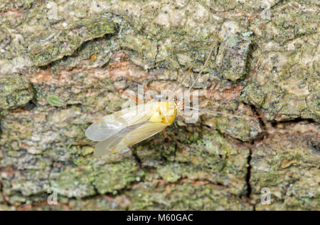 Chêne à rayures fraîchement émergés (bug / Rhabdomiris striatellus Calocoris) sur chêne. Miridae. Sussex, UK Banque D'Images