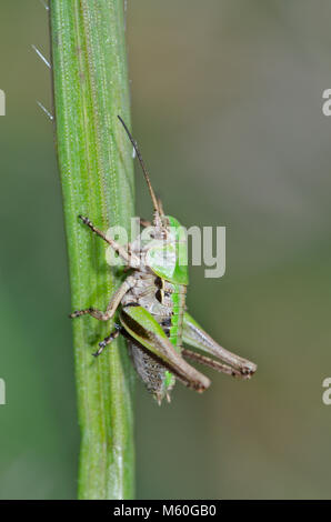 Nymphe des verrues mordeur (Decticus verrucivorus) dans le Sussex de prairies. Voir de plus près Banque D'Images