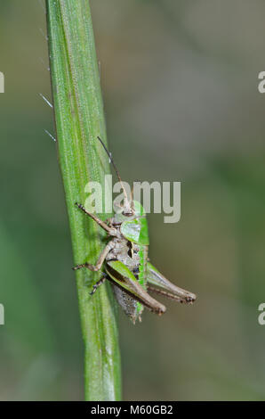 Nymphe des verrues mordeur (Decticus verrucivorus) dans les prairies du Sussex Banque D'Images