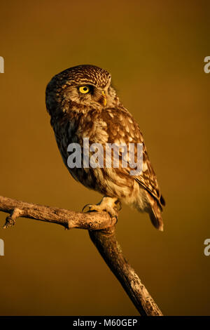 Chouette chevêche - Athene noctua, magnifique petite nyctale de forêt européenne assise sur la branche en bonne soirée lumière dorée avec fond clair. Banque D'Images