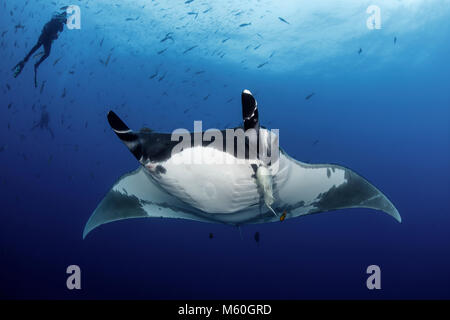 Raie Manta géante et scuba diver, Manta birostris, San Benedicto Island, Îles Revillagigedo, Mexique Banque D'Images