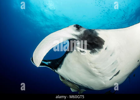 Raie Manta géante, Manta birostris, San Benedicto Island, Îles Revillagigedo, Mexique Banque D'Images