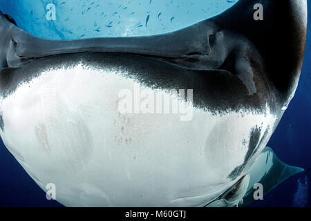 Raie Manta géante, Manta birostris, San Benedicto Island, Îles Revillagigedo, Mexique Banque D'Images