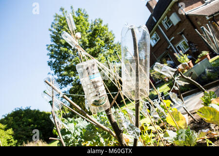 Les bouteilles en plastique utilisé sur bambou mise au jardinage pour effrayer les oiseaux Banque D'Images