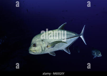 Carangue Caranx lugubris, noir, San Benedicto Island, Îles Revillagigedo, Mexique Banque D'Images