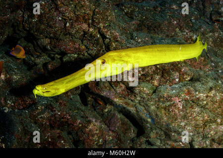 Poissons-Trompette Aulostomus chinensis, jaune, l'île Socorro, Îles Revillagigedo, Mexique Banque D'Images