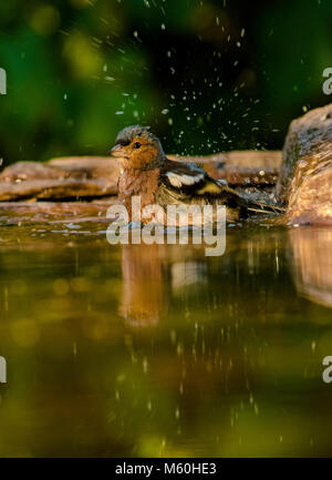 Fringilia coelebs Chaffinch (baignade), en prenant soin de leur plumage Banque D'Images