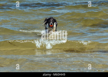 Un border collie passe par les vagues d'obtenir jusqu'à la terre, avec de l'eau arrêt streaming sa fourrure et une boule rouge vif dans sa bouche. Banque D'Images