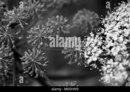 Petites fleurs en noir et blanc Banque D'Images